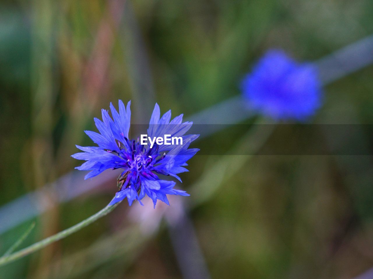 CLOSE UP OF PURPLE FLOWERING PLANT