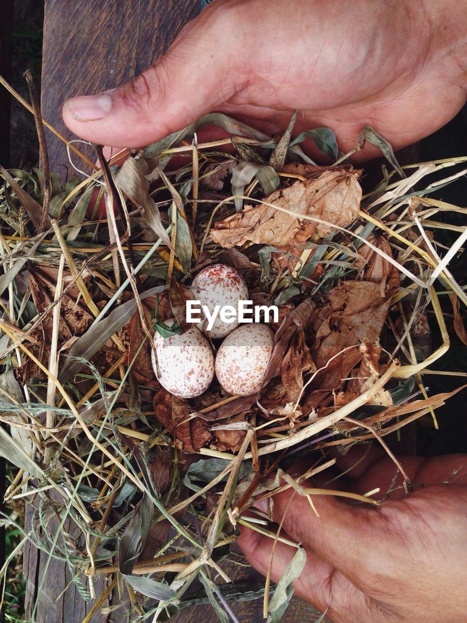 High angle view of person holding birds nest with eggs