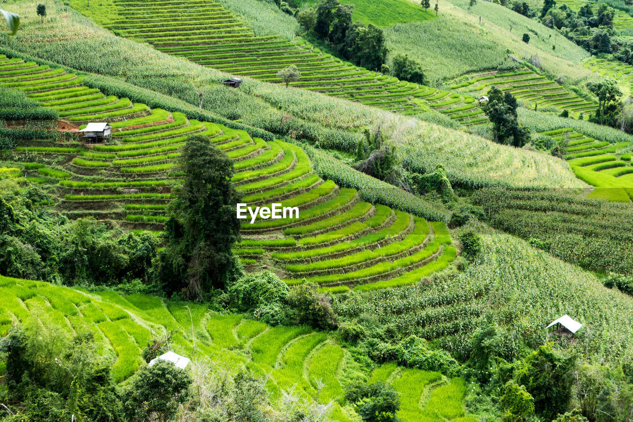 HIGH ANGLE VIEW OF RICE PADDY