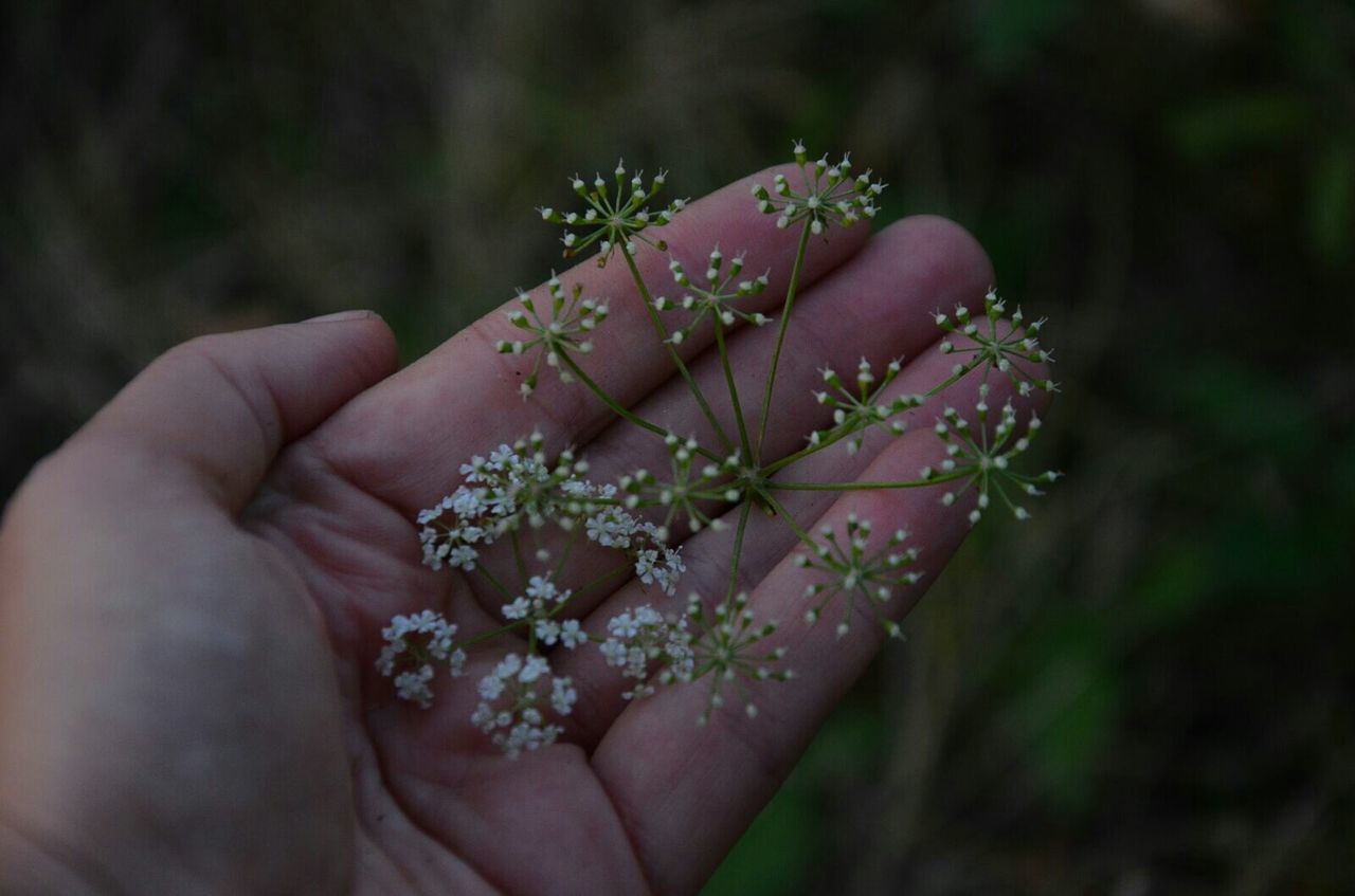 CLOSE-UP OF HAND WITH FLOWERS