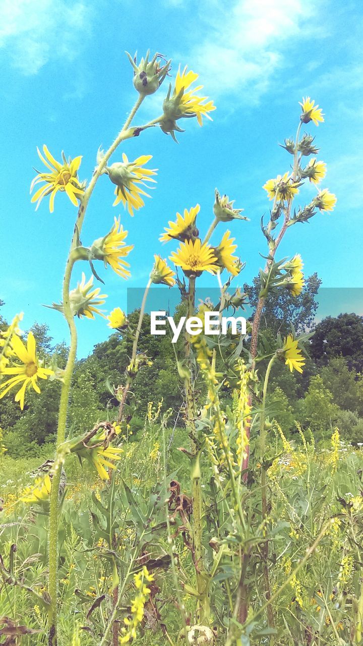 LOW ANGLE VIEW OF TREES ON FIELD AGAINST SKY