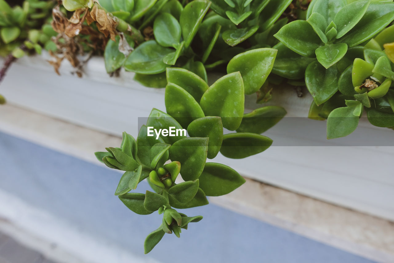 HIGH ANGLE VIEW OF SUCCULENT PLANTS