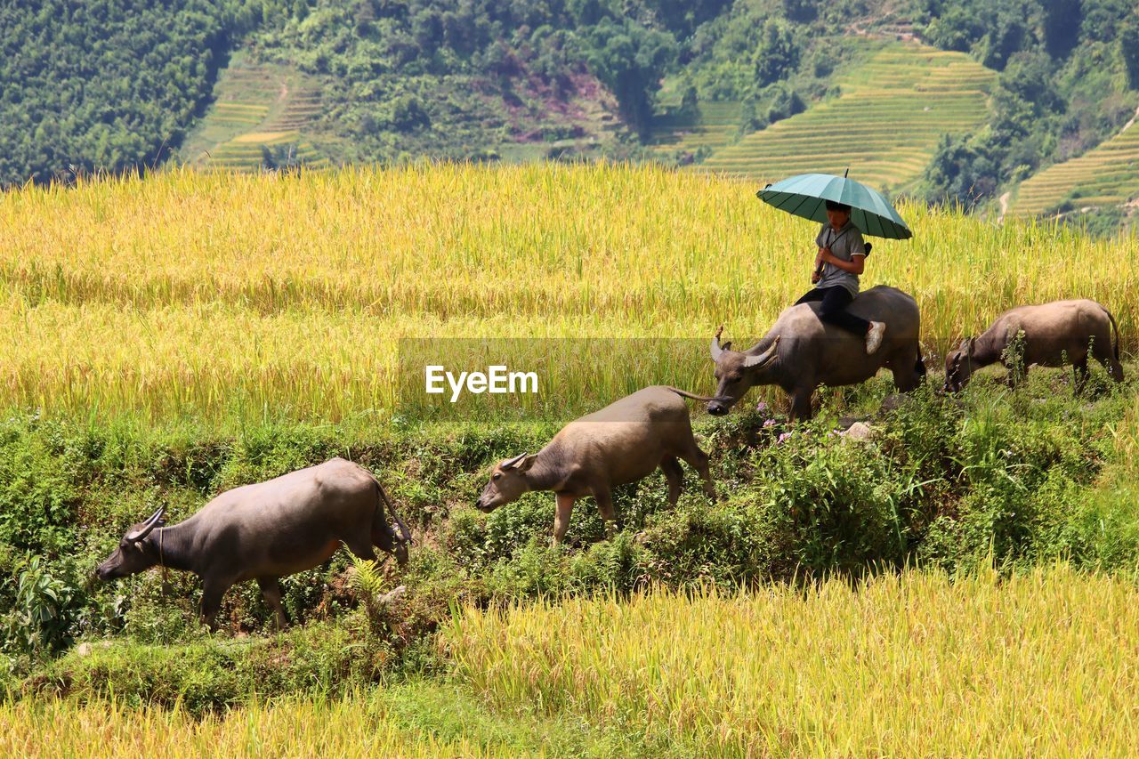 side view of sheep grazing on field