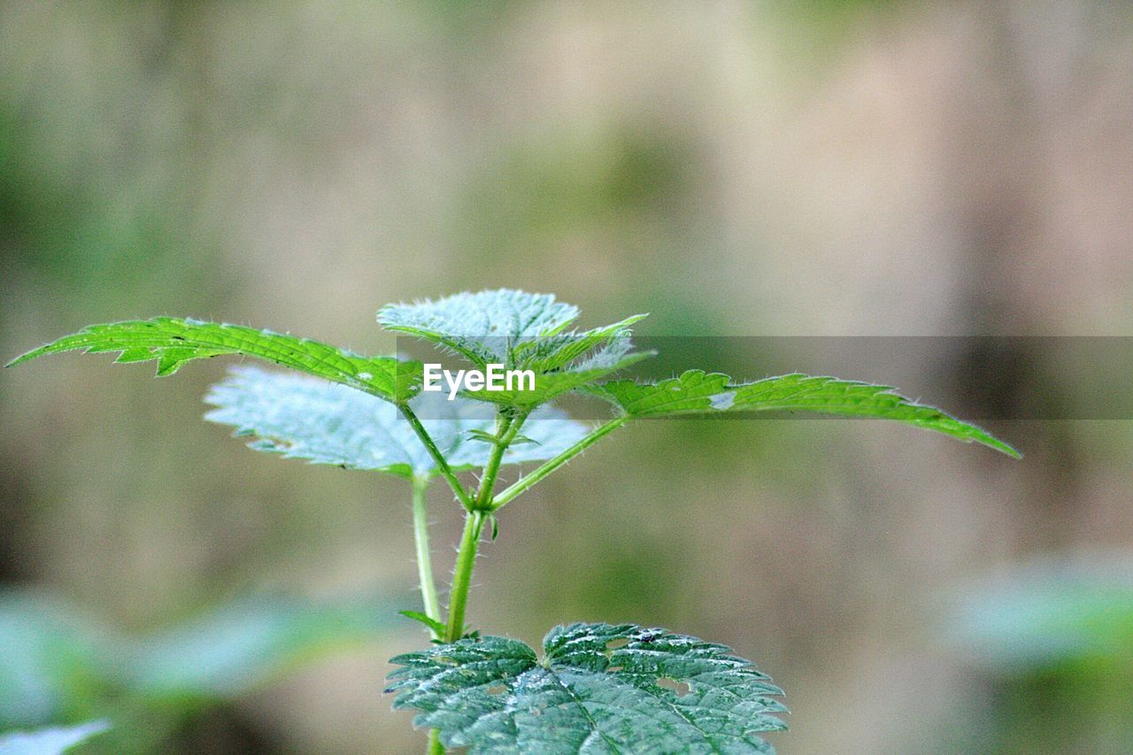 CLOSE-UP OF FLOWER PLANT