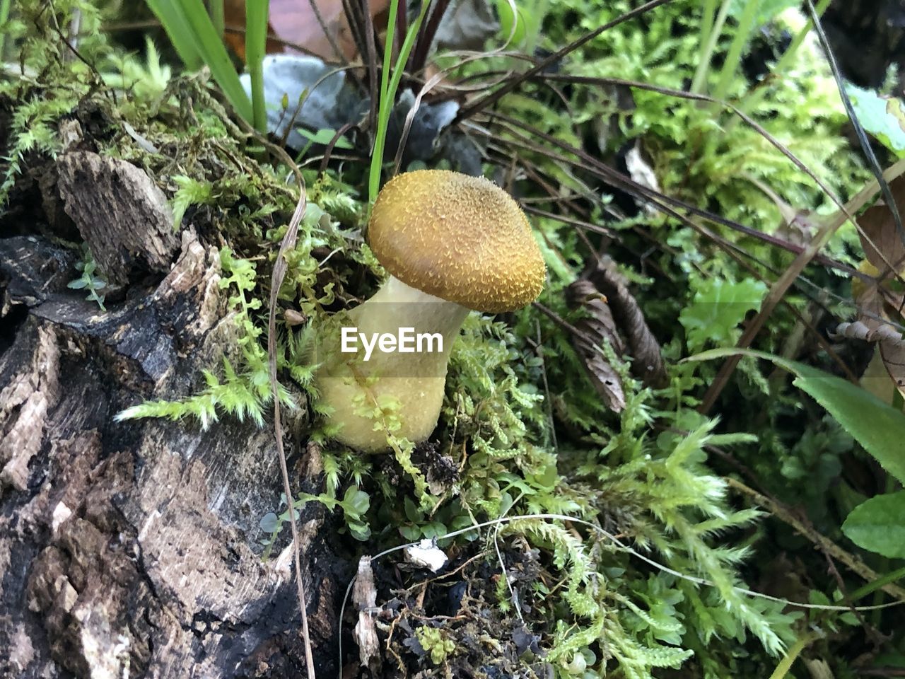 growth, plant, food, fungus, nature, mushroom, woodland, vegetable, green, land, penny bun, forest, day, no people, food and drink, tree, leaf, close-up, plant part, beauty in nature, field, high angle view, bolete, edible mushroom, toadstool, freshness, outdoors, flower, healthy eating