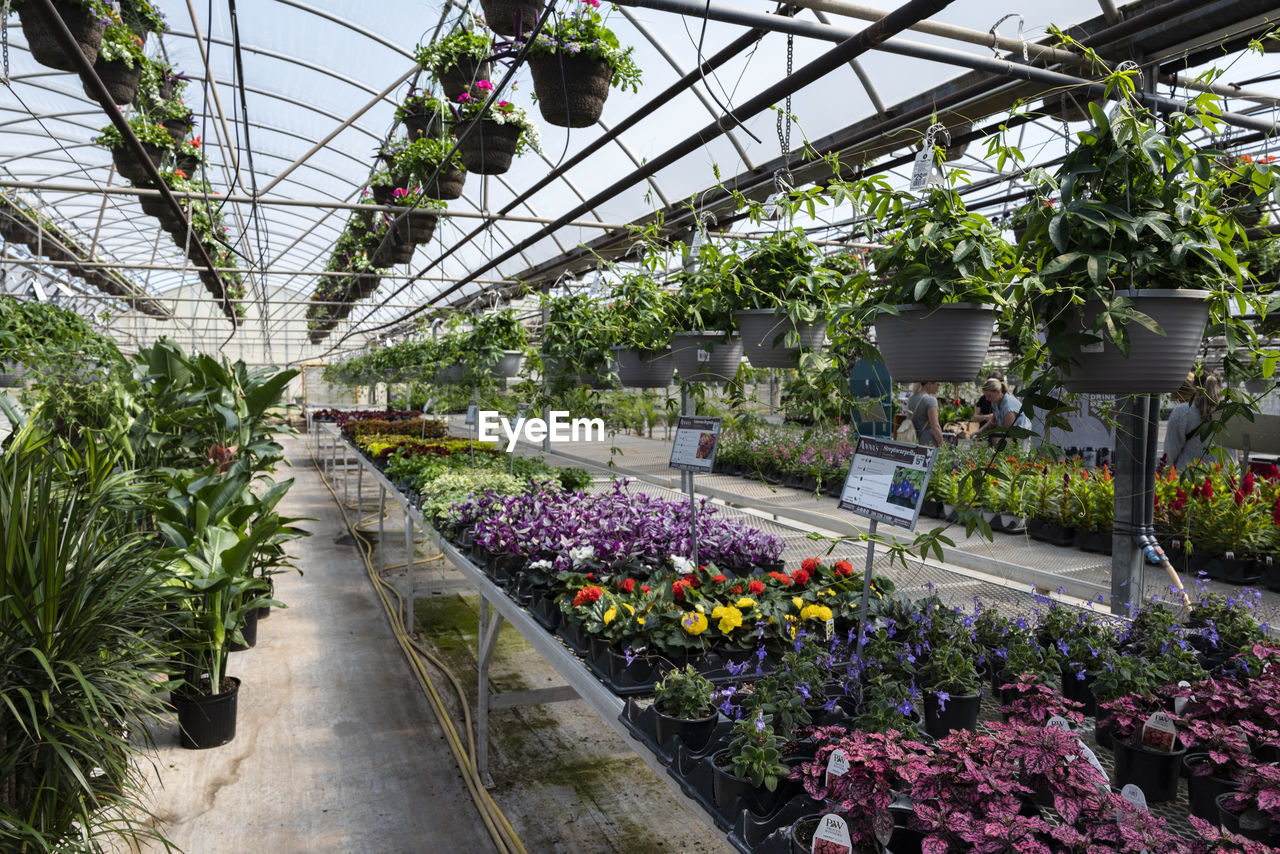 high angle view of plants