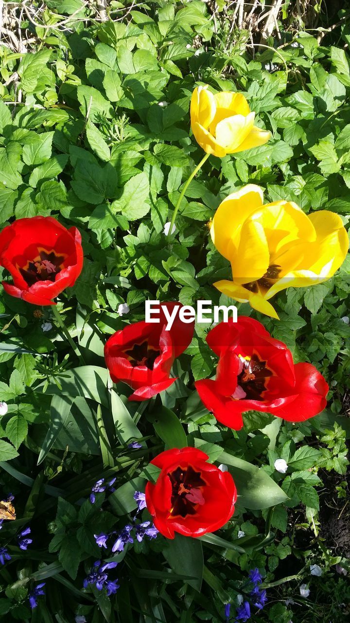 CLOSE UP OF RED FLOWERS