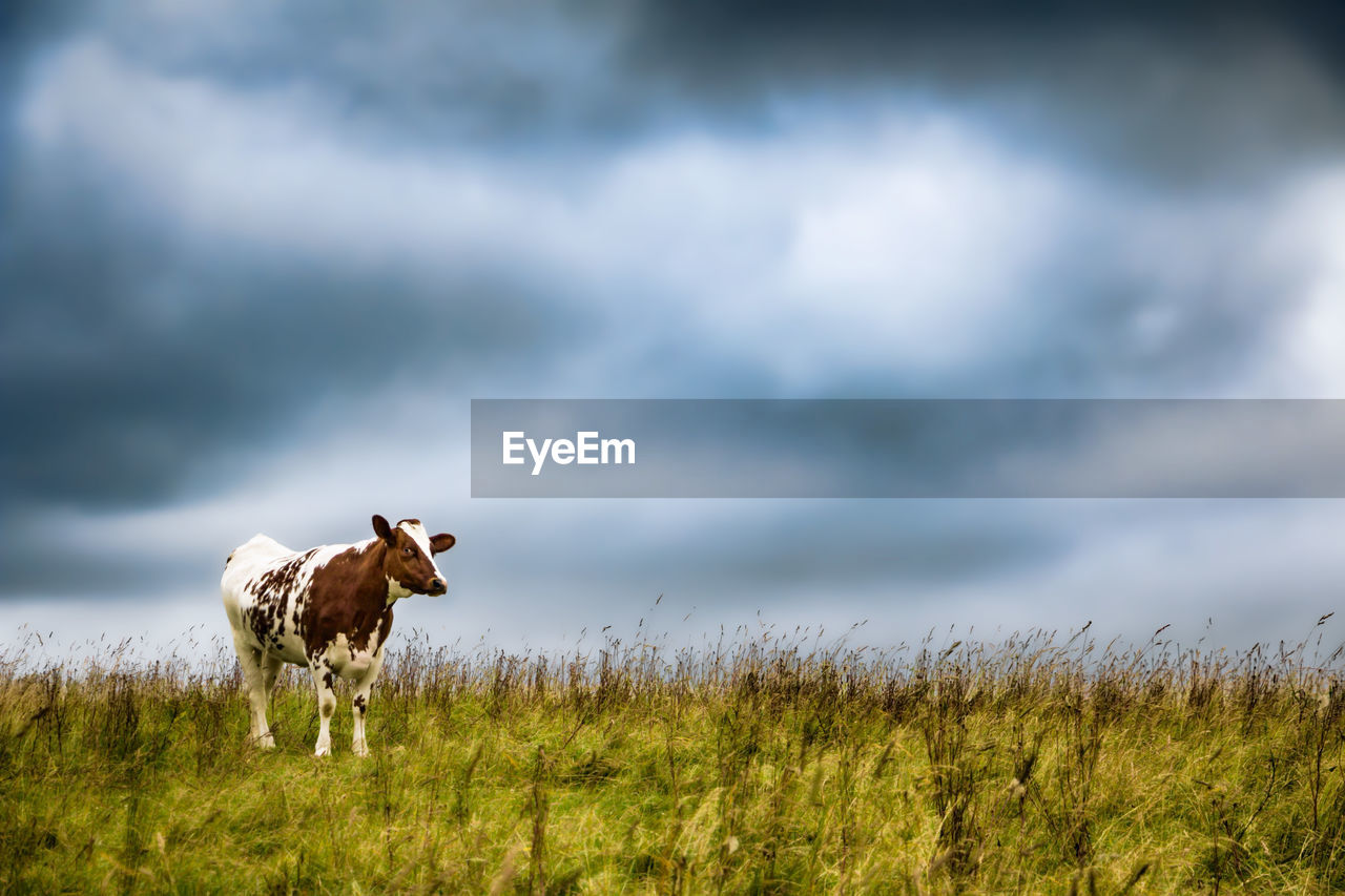 Cow standing on field against cloudy sky