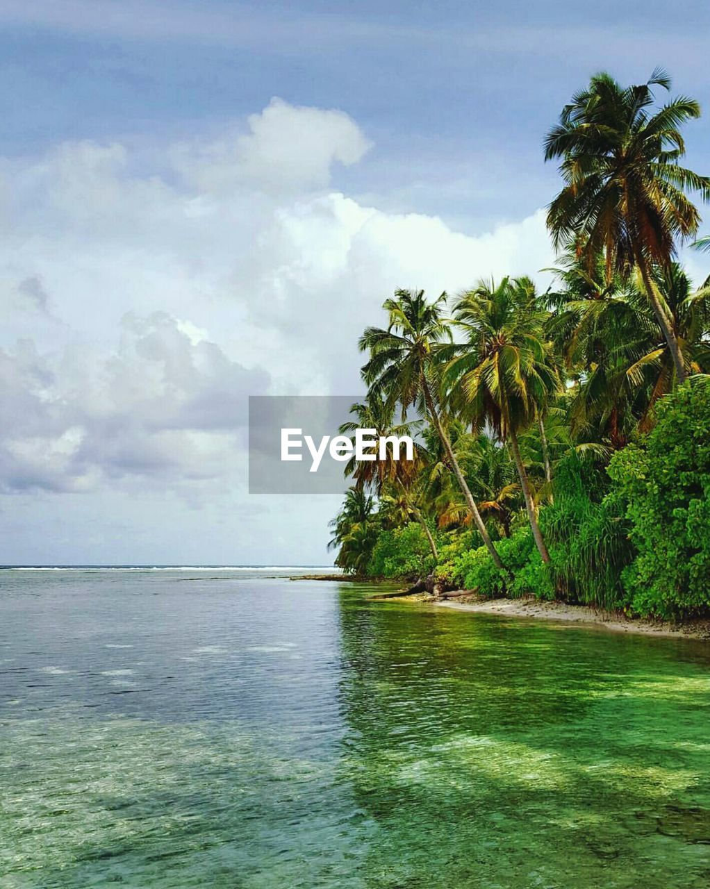 PALM TREES ON BEACH