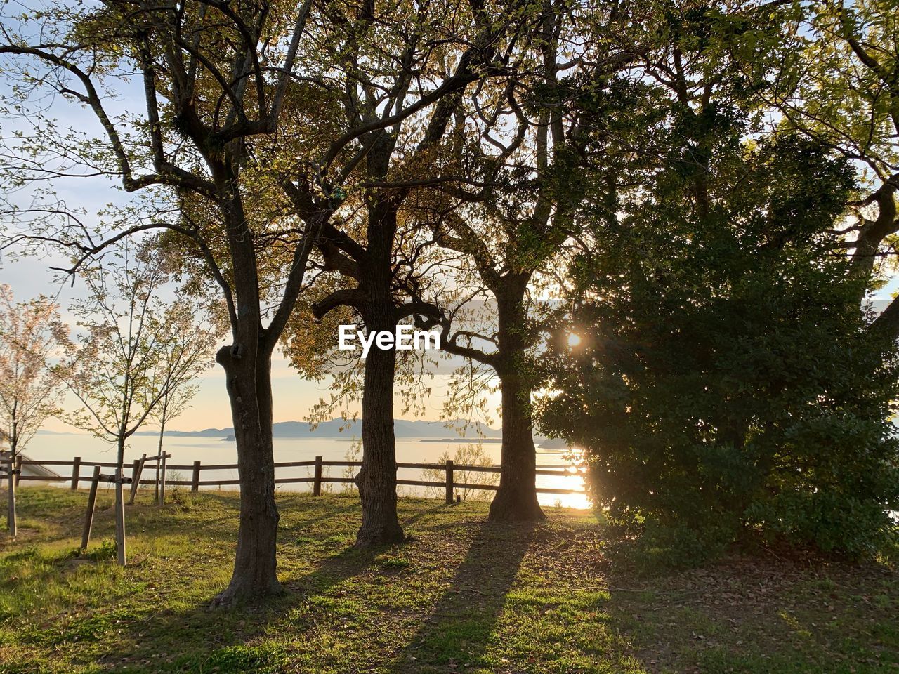 TREES IN PARK