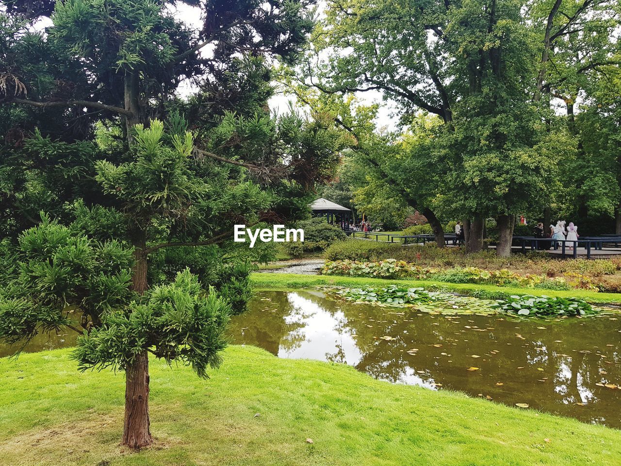 TREES BY LAKE