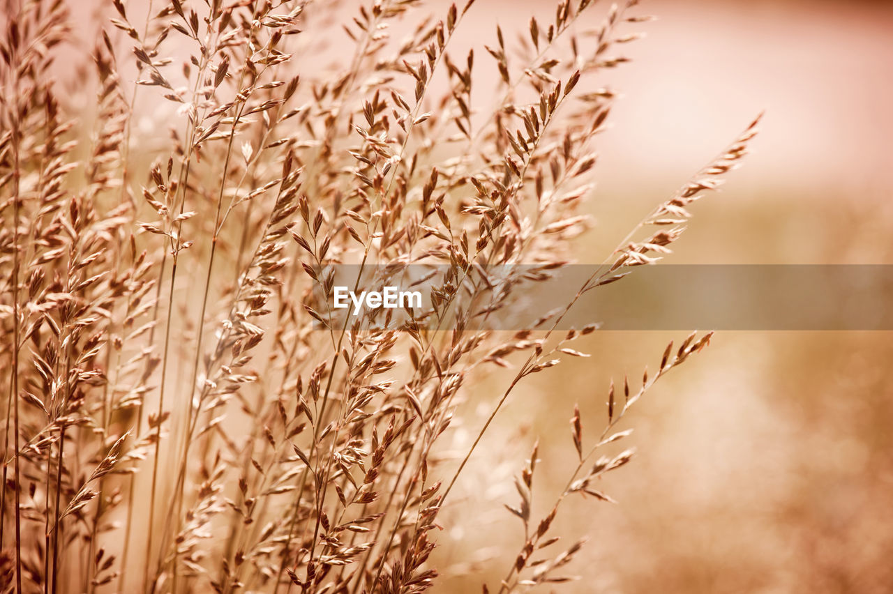 CLOSE-UP OF WHEAT GROWING ON FIELD