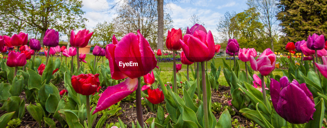 CLOSE-UP OF TULIPS GROWING ON FIELD