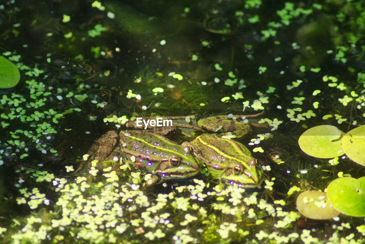 Close-up of frog pond