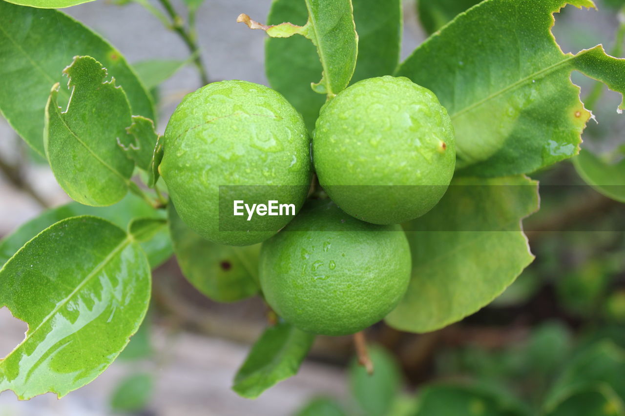 CLOSE-UP OF FRESH FRUIT