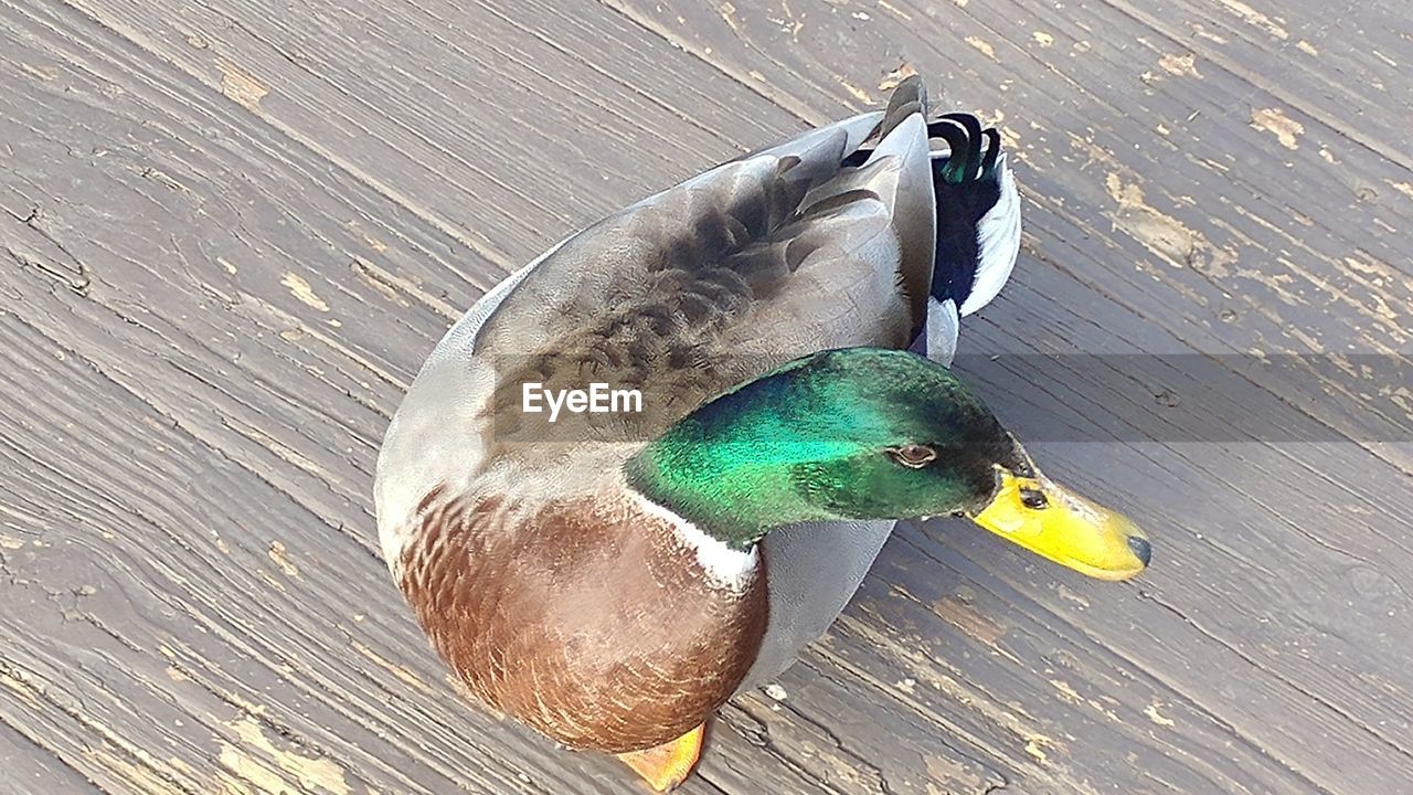 HIGH ANGLE VIEW OF MALLARD DUCK ON WOOD