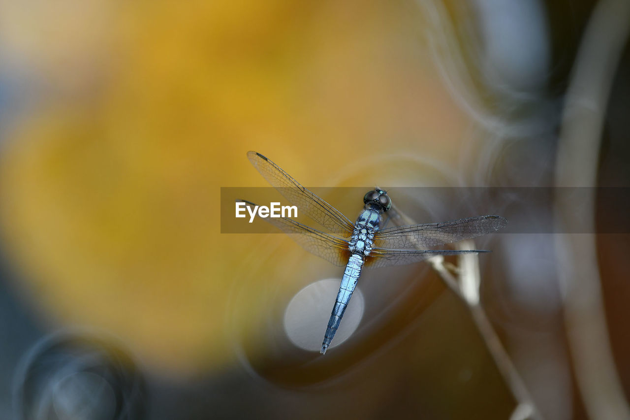 Close-up of insect