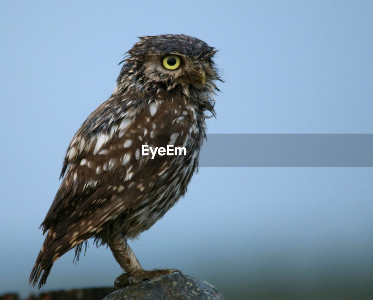 CLOSE-UP OF OWL PERCHING ON THE WALL