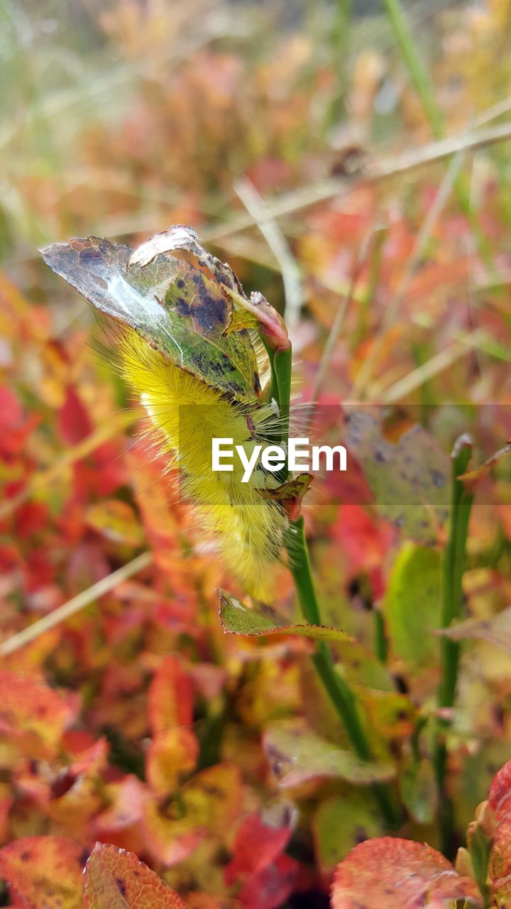 CLOSE-UP OF INSECT ON FLOWER