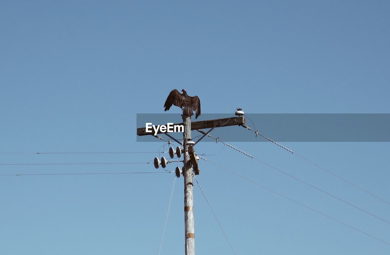 LOW ANGLE VIEW OF BIRDS PERCHING ON CABLE AGAINST CLEAR SKY