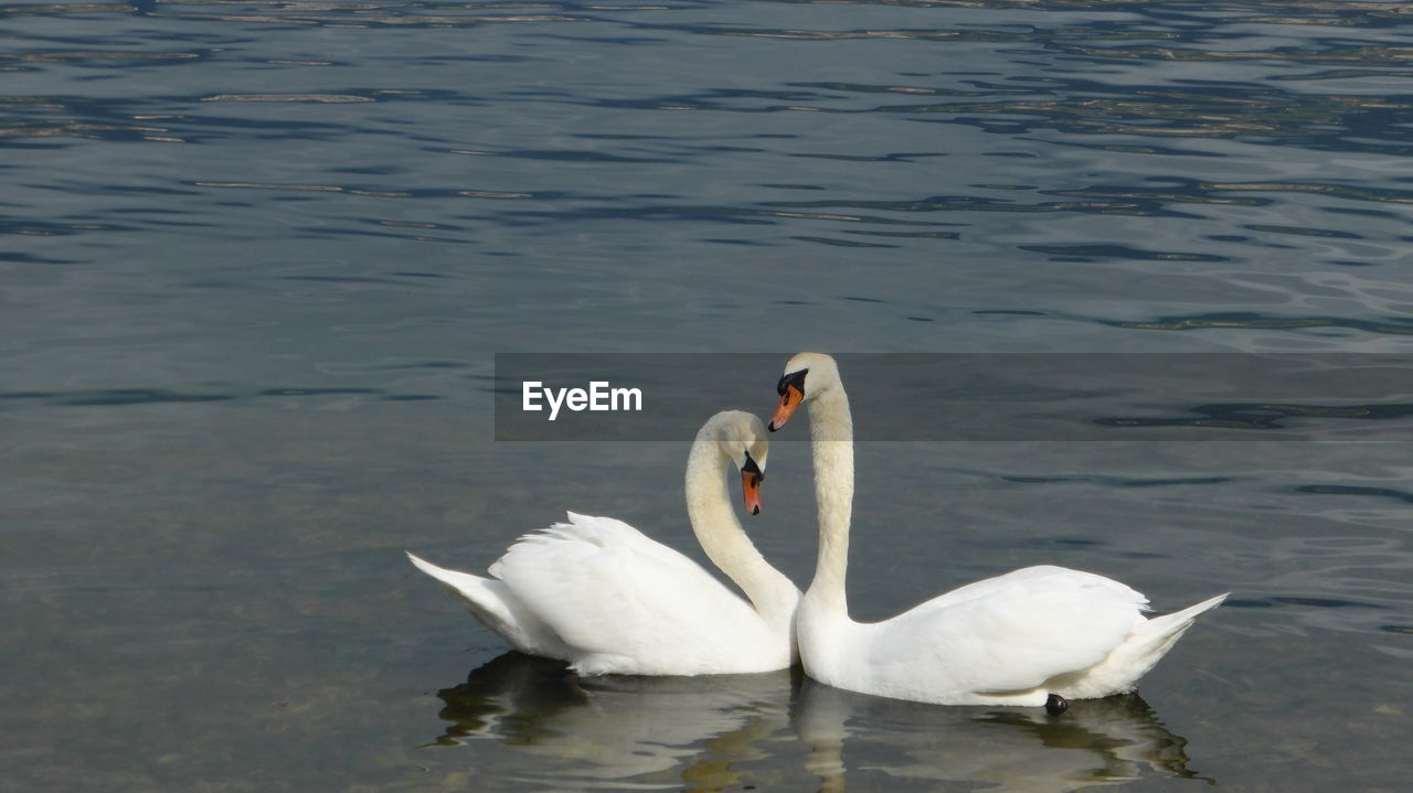 CLOSE-UP OF SWANS SWIMMING IN LAKE