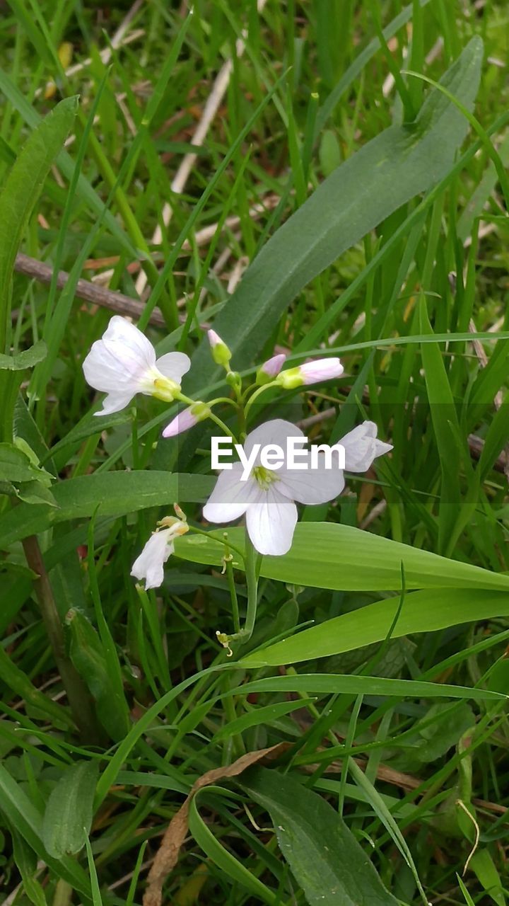 Close-up of white flowers blooming in field