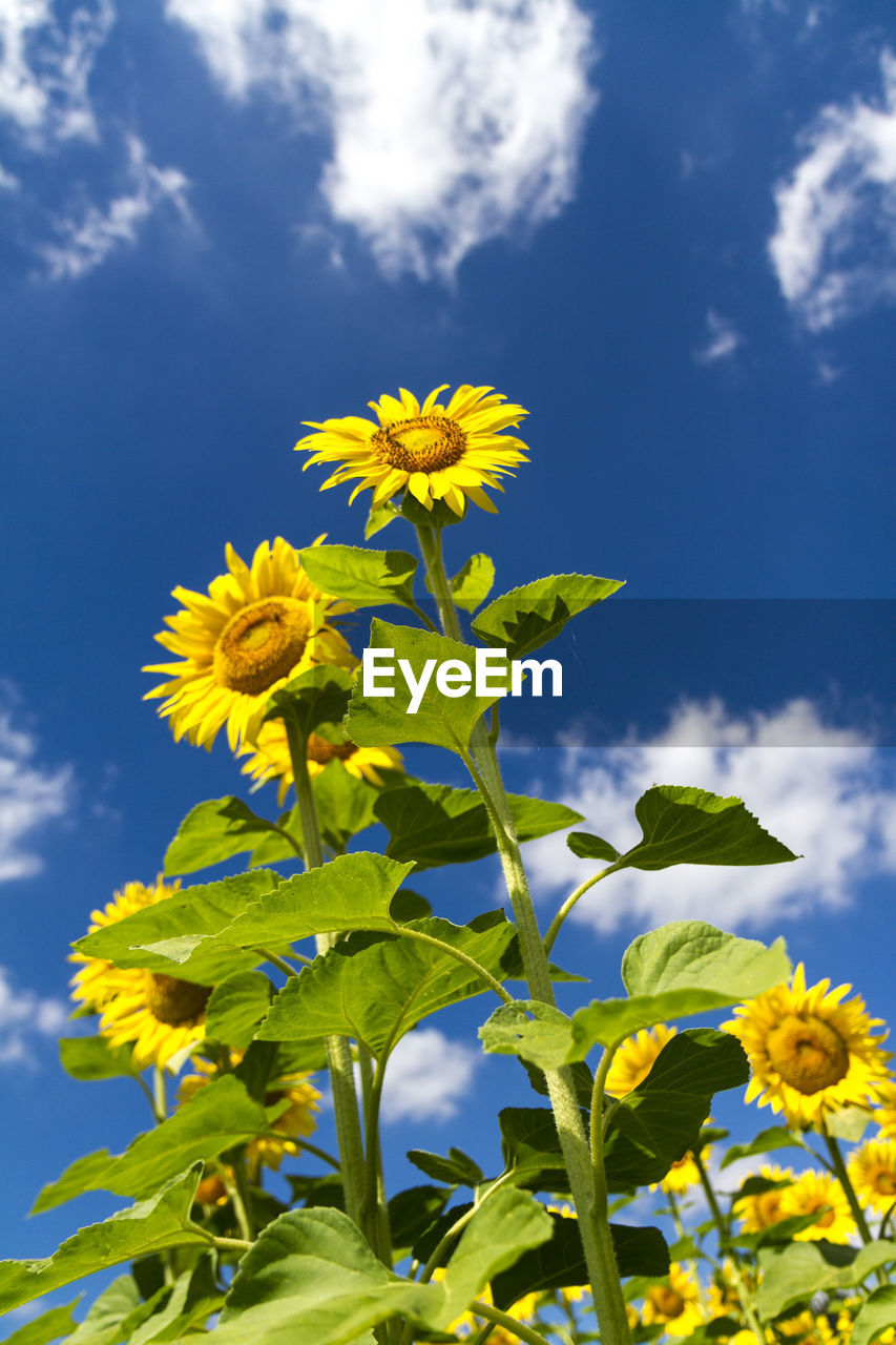 CLOSE-UP OF YELLOW FLOWERING PLANT AGAINST SKY