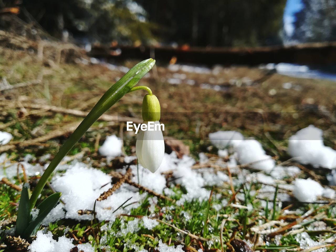 CLOSE-UP OF SNOW ON PLANTS