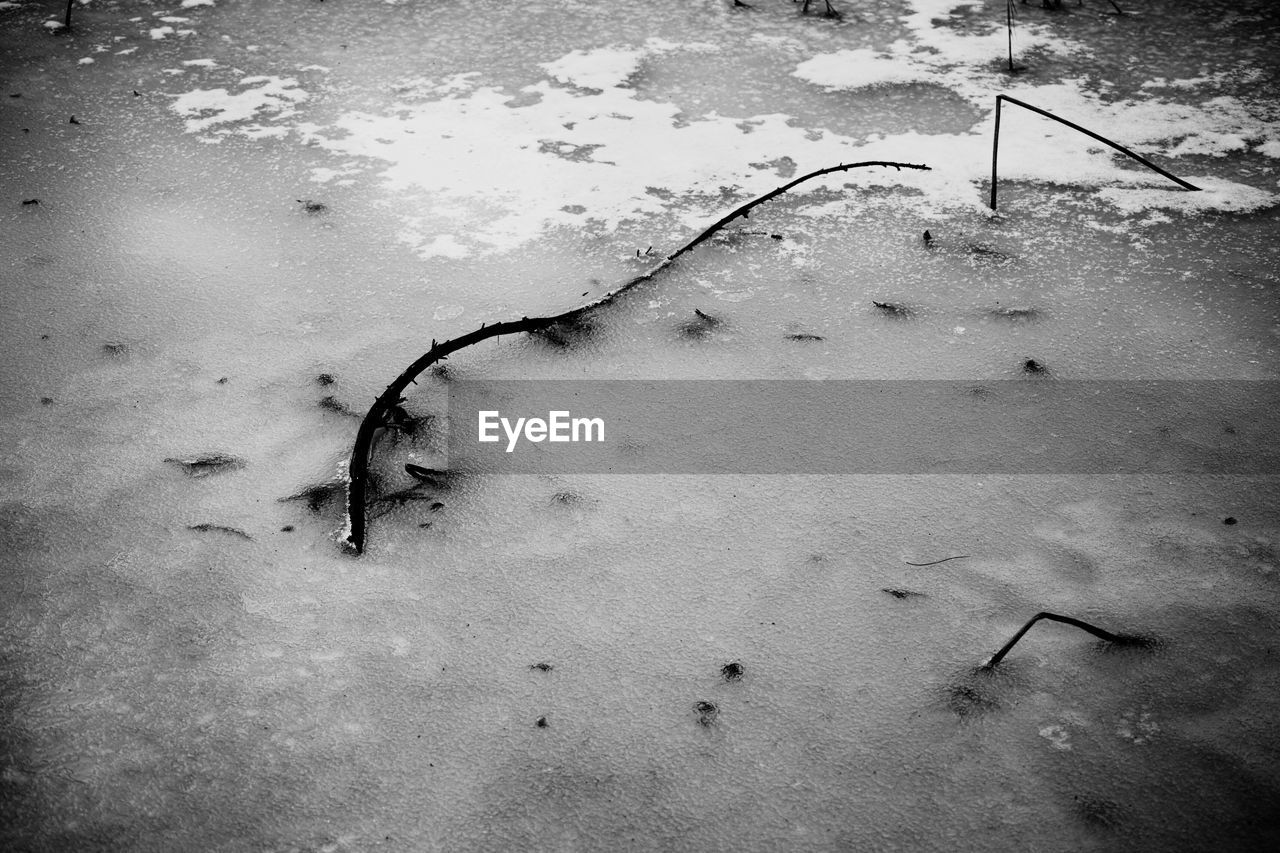 Twigs on frozen lake