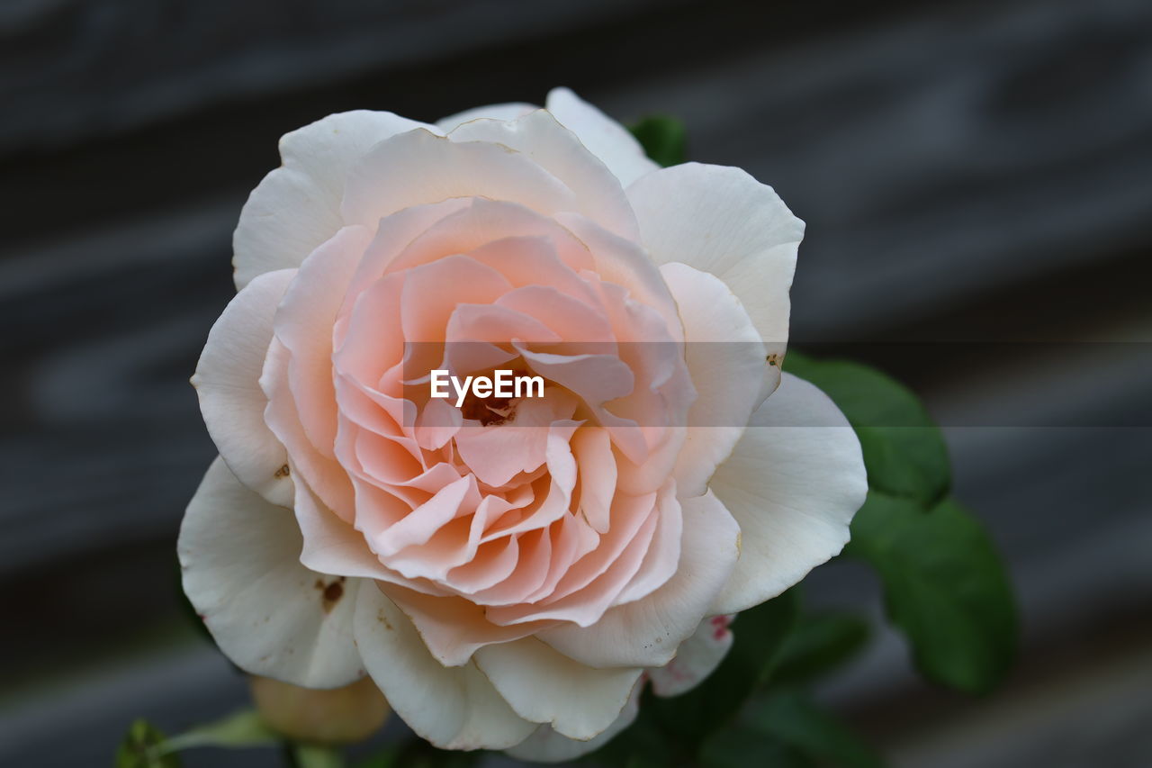 flower, flowering plant, beauty in nature, plant, rose, petal, close-up, freshness, flower head, inflorescence, fragility, nature, garden roses, pink, no people, macro photography, focus on foreground, white, outdoors, yellow, growth, springtime, day