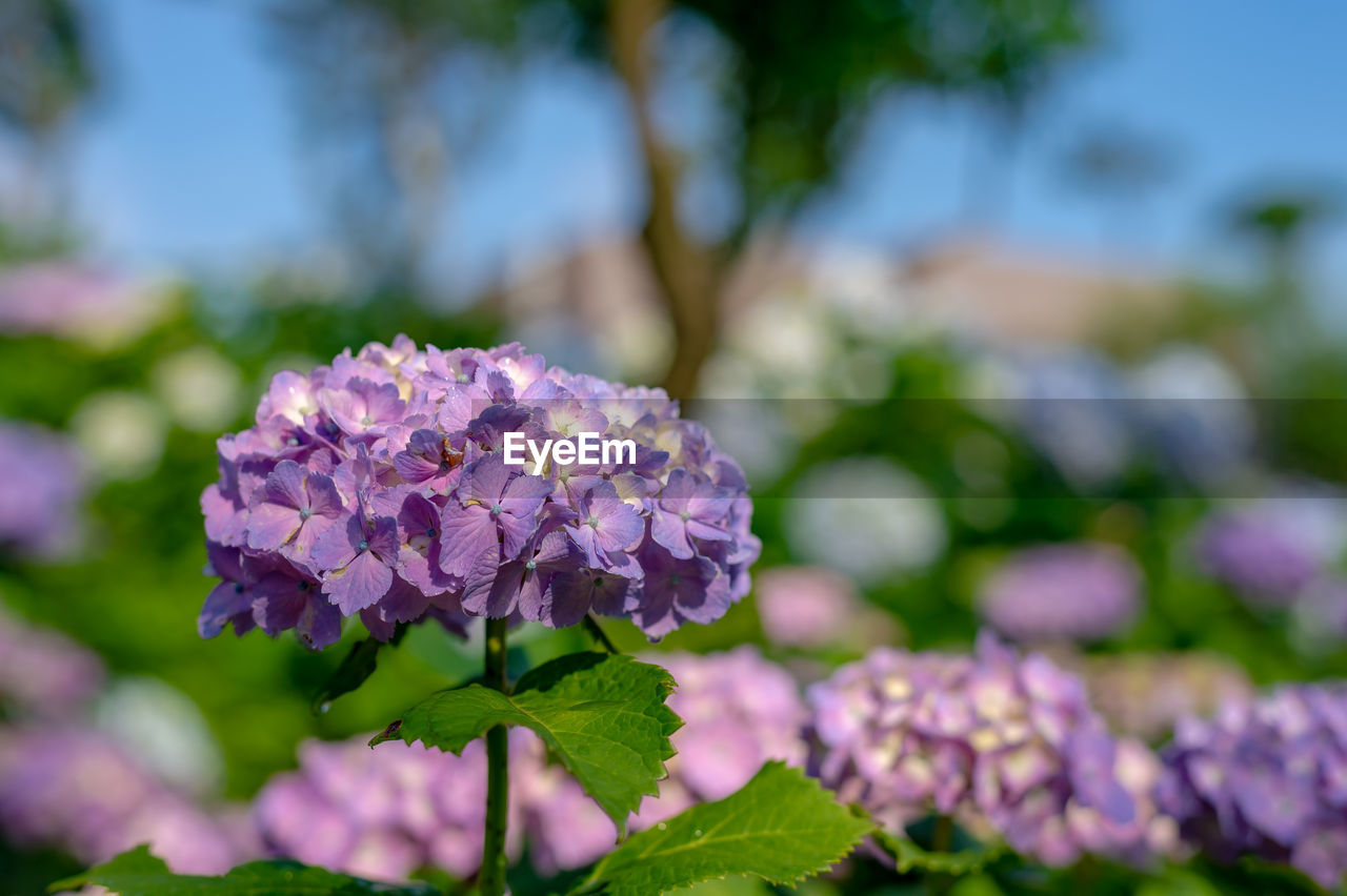 Close-up of purple hydrangea flowers