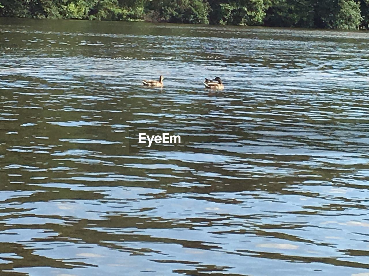 SWANS SWIMMING ON LAKE