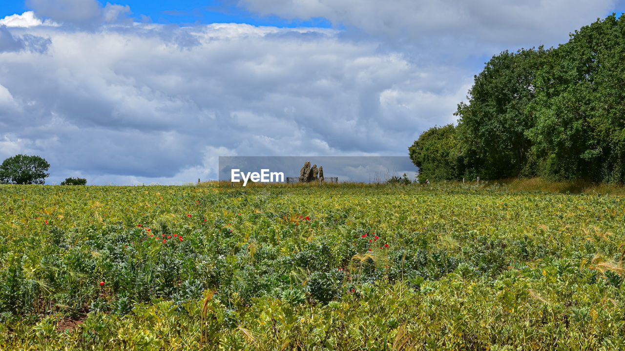 PLANTS GROWING ON FIELD AGAINST SKY