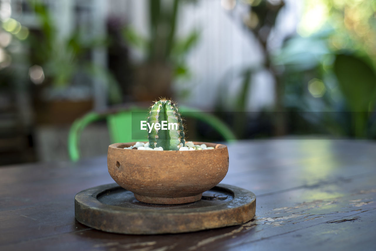 CLOSE-UP OF POTTED PLANT