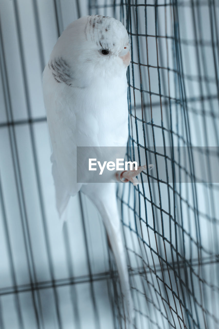 White bird in cage