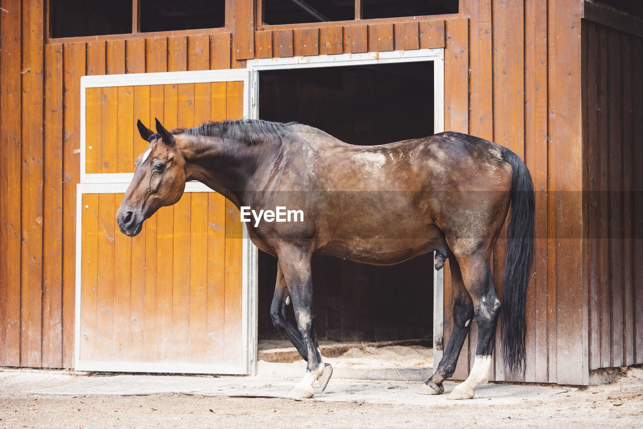 horse standing against wall