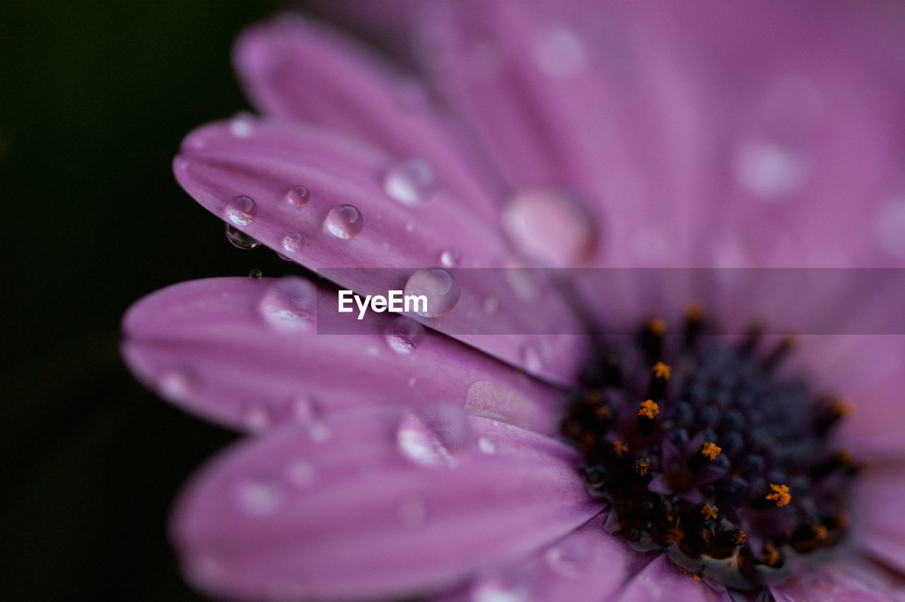 Close-up of pink flower with water drops