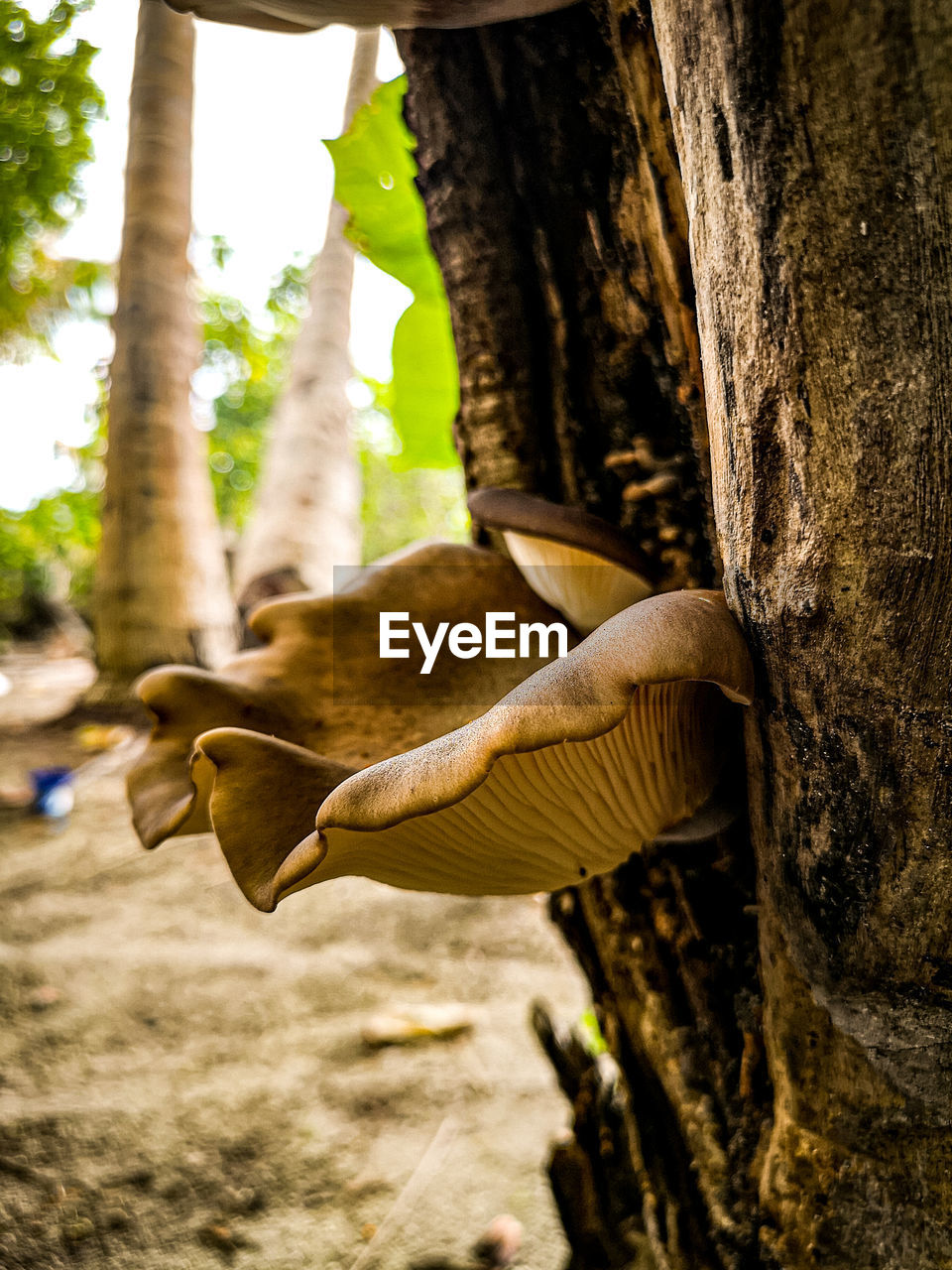 CLOSE-UP OF MUSHROOMS GROWING ON TREE TRUNK