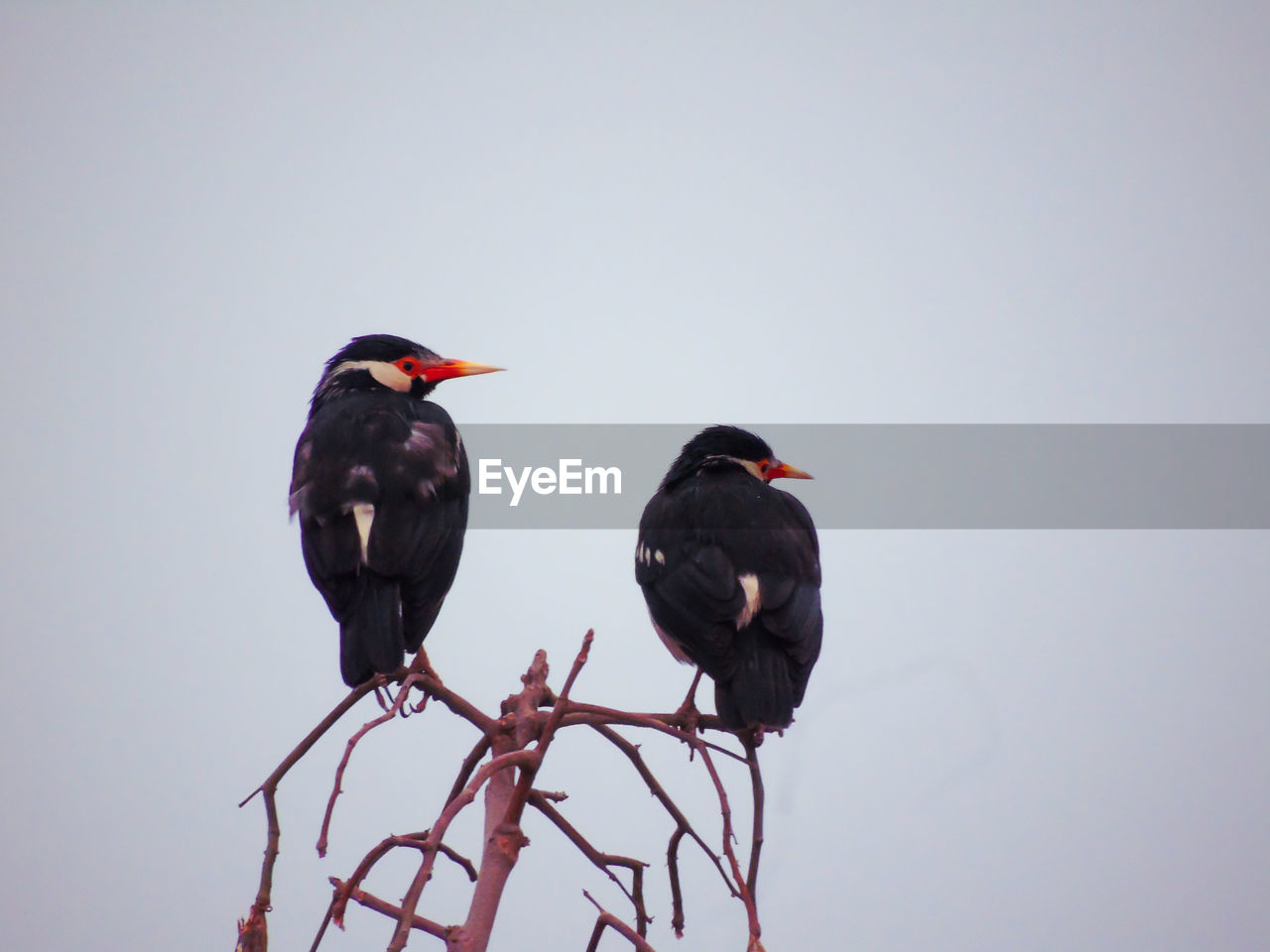 LOW ANGLE VIEW OF BIRDS PERCHING ON A BIRD