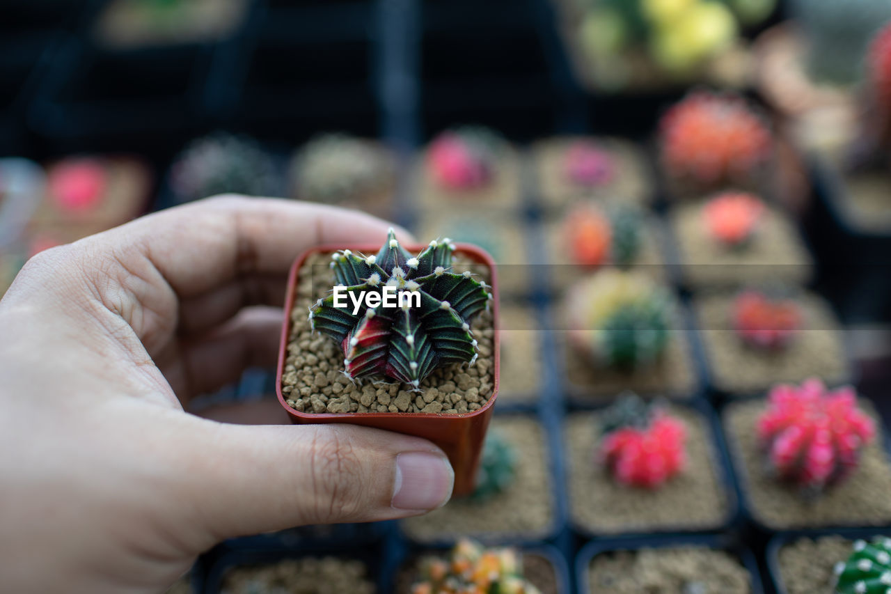 HUMAN HAND HOLDING CACTUS FLOWER