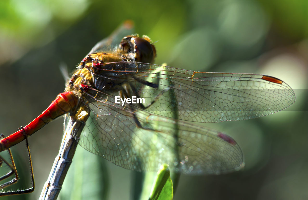 Close-up of damselfly on leaf