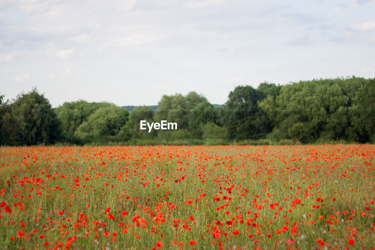 Scenic view of flowering field against sky