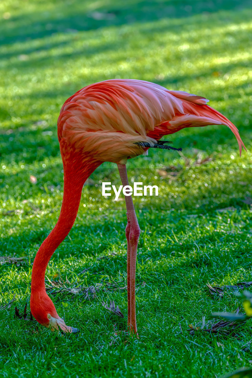 VIEW OF A BIRD ON GRASS