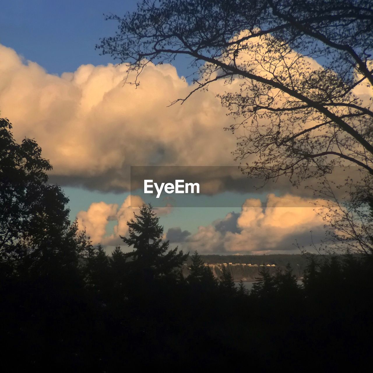 SCENIC VIEW OF SILHOUETTE TREES AGAINST SKY