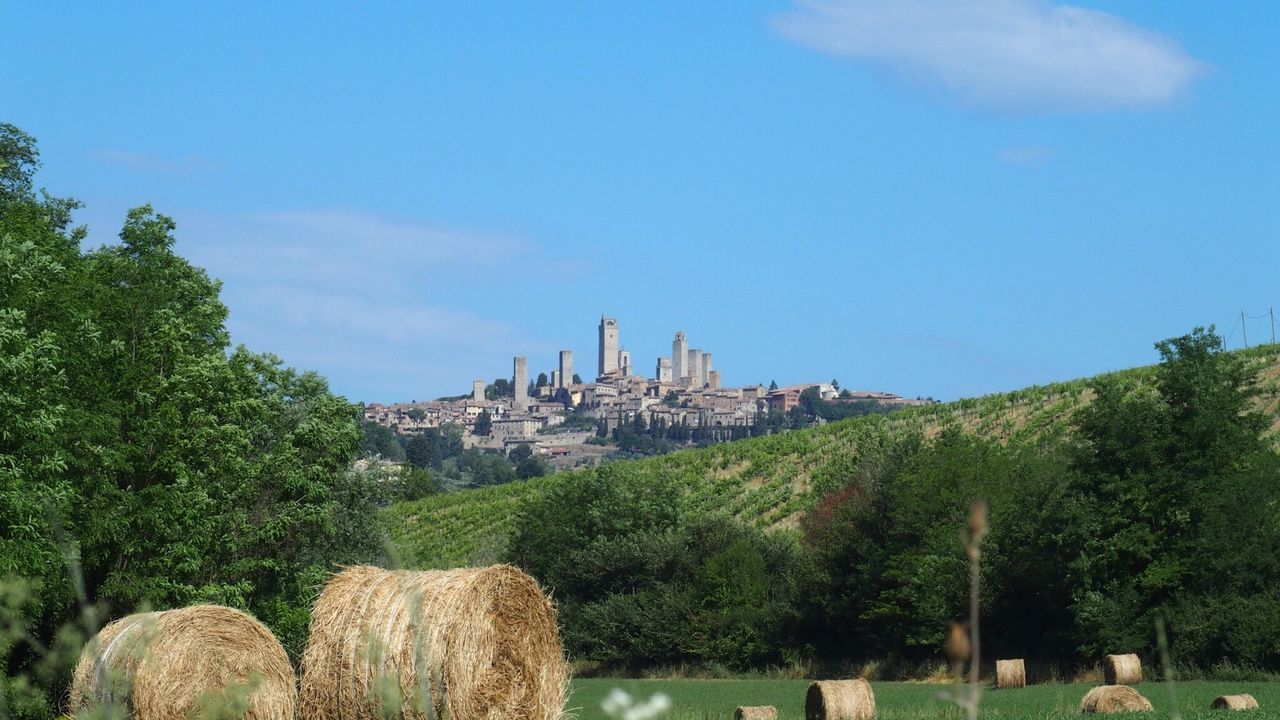 PANORAMIC VIEW OF TREES AND BUILDINGS