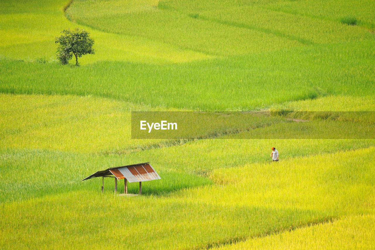 plant, field, land, landscape, growth, agriculture, green color, grass, rural scene, scenics - nature, beauty in nature, environment, farm, nature, tranquil scene, tranquility, crop, tree, day, real people, outdoors, farmer