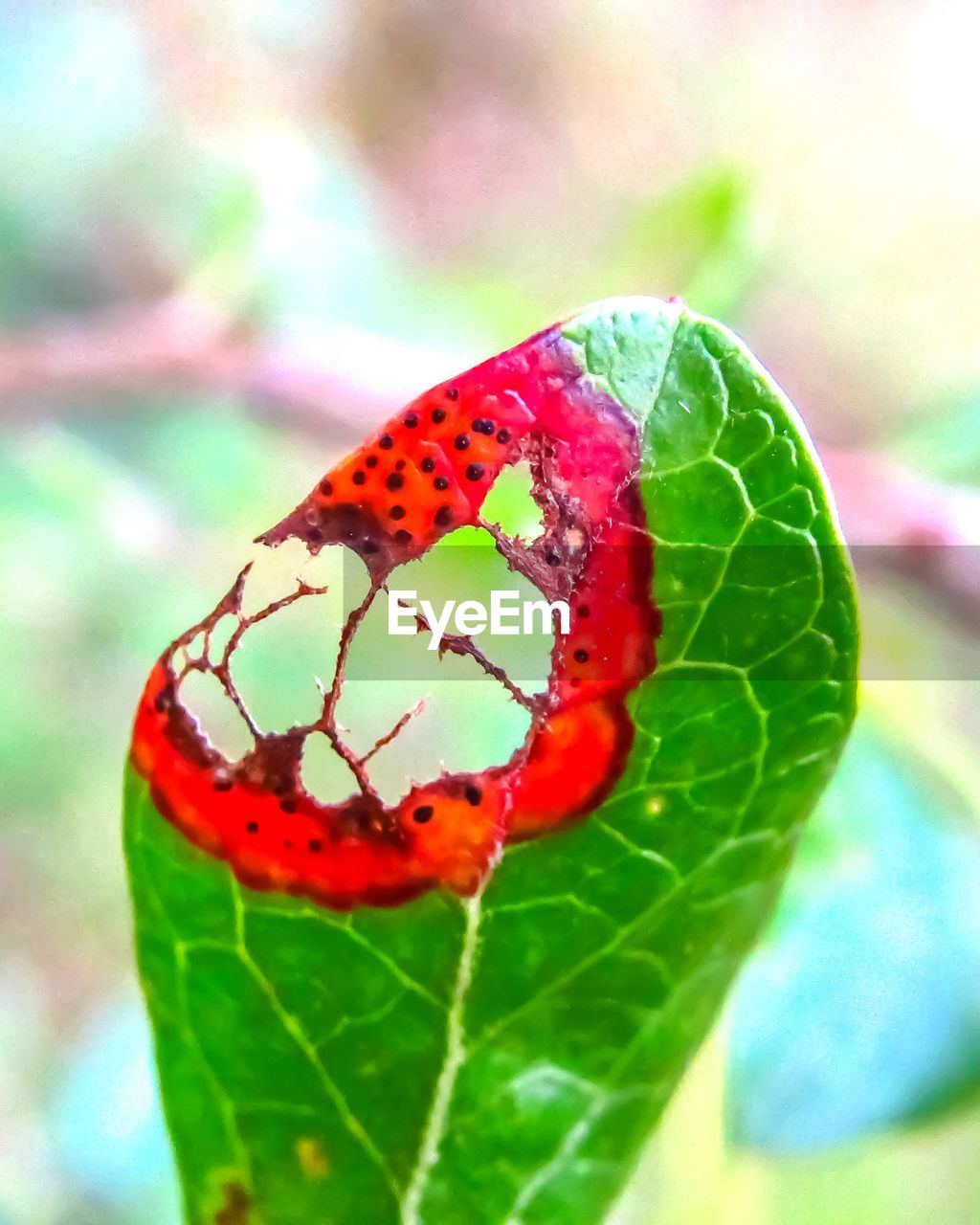 Green leaf with red hole and veins from insect eating it