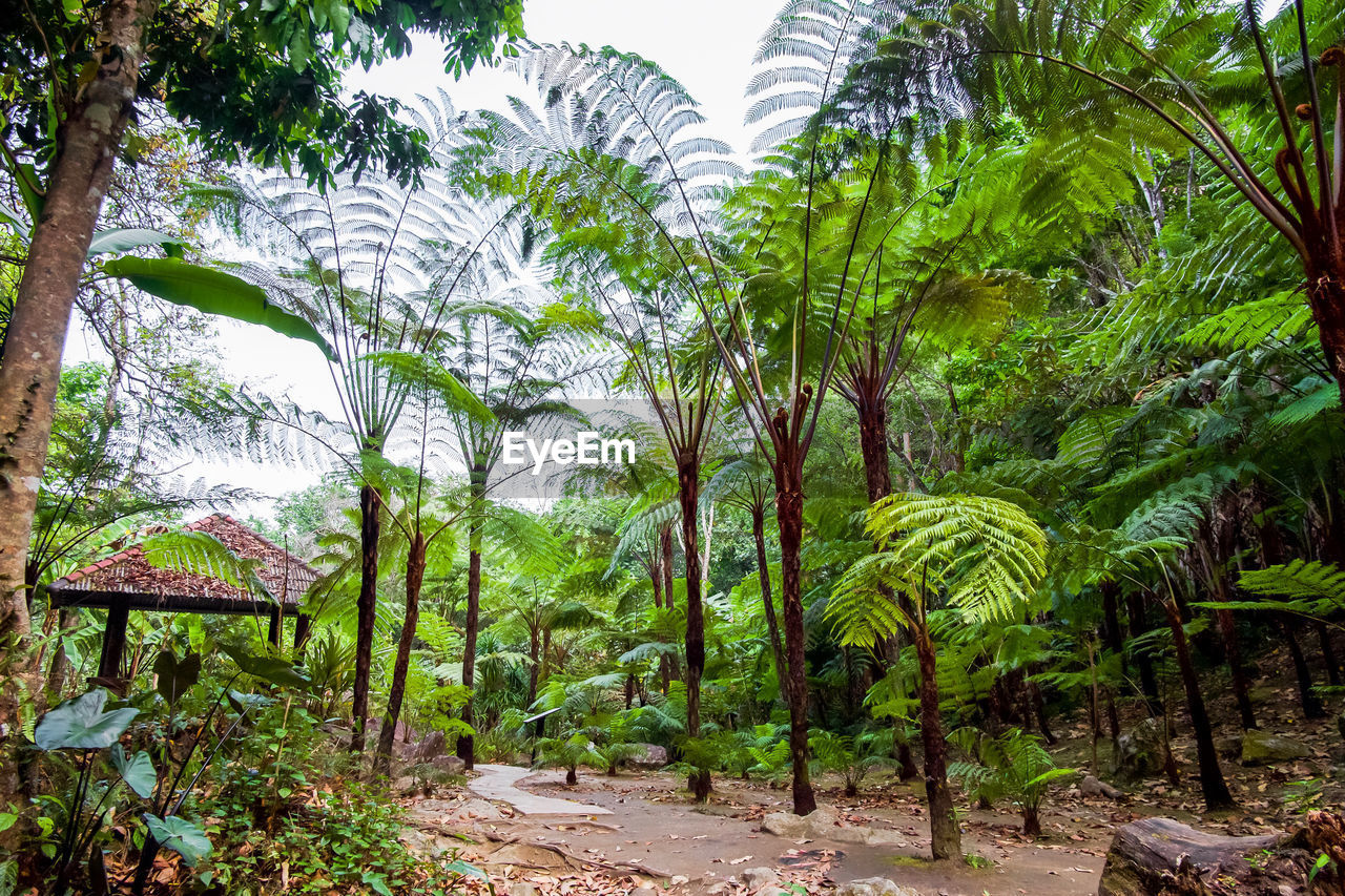 PALM TREES IN FOREST
