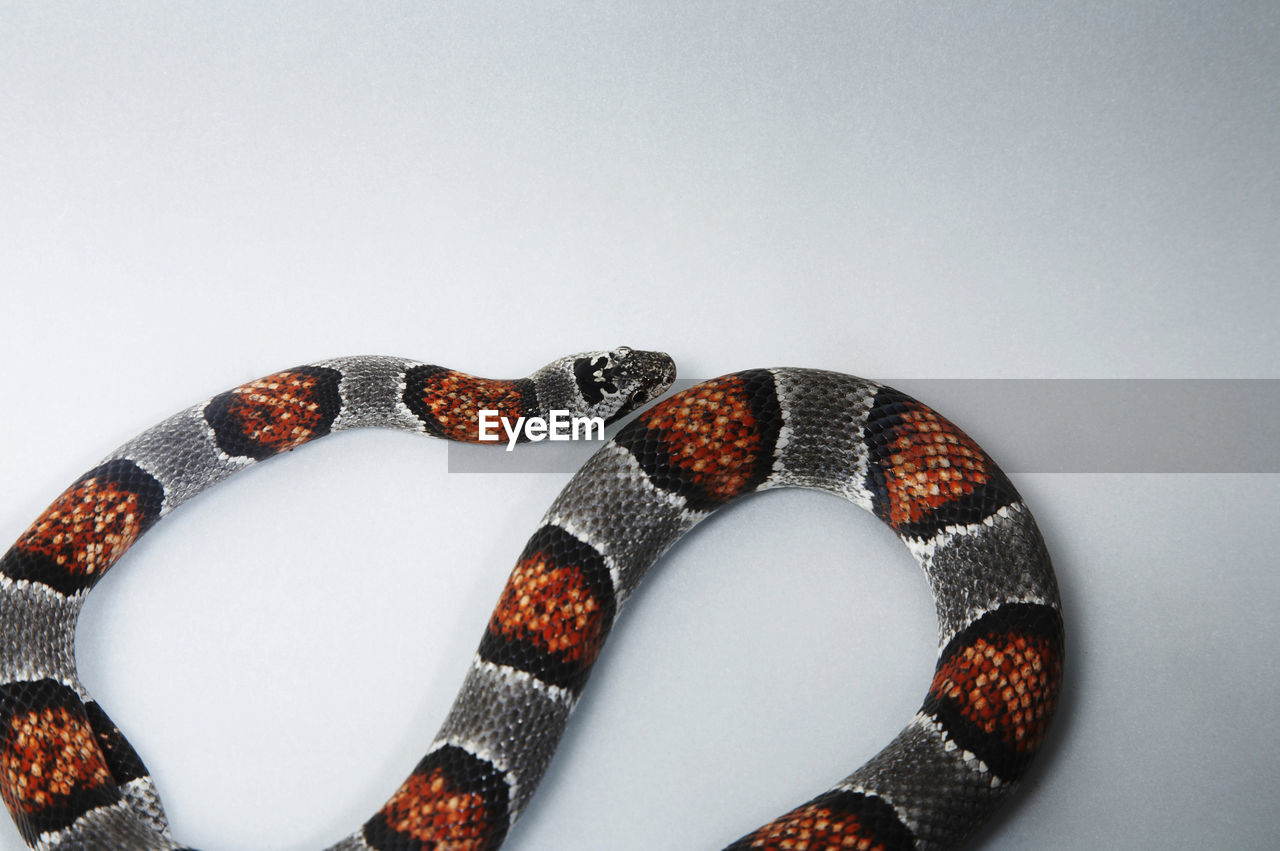 High angle view of corn snake on white background