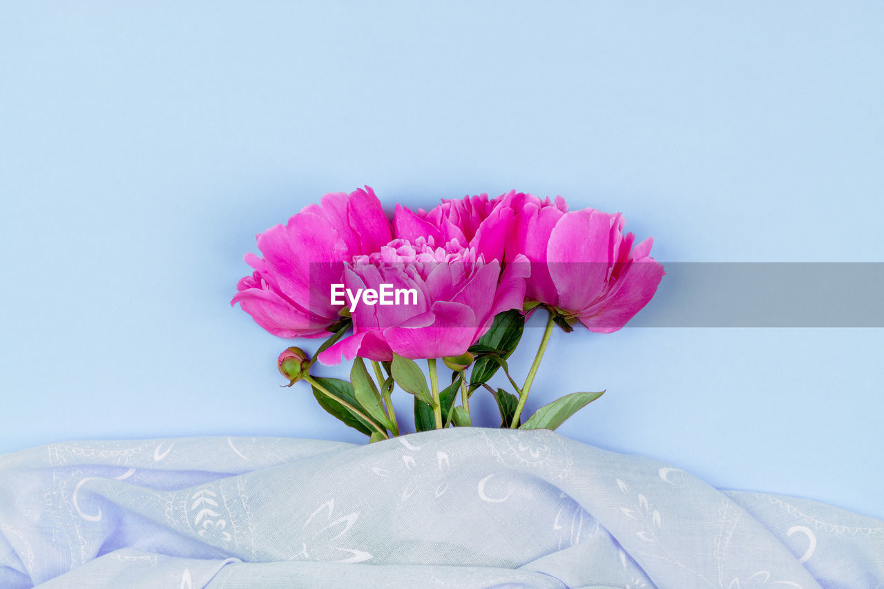 Bouquet of dark pink peony flowers close up and pink fabric on blue background top view